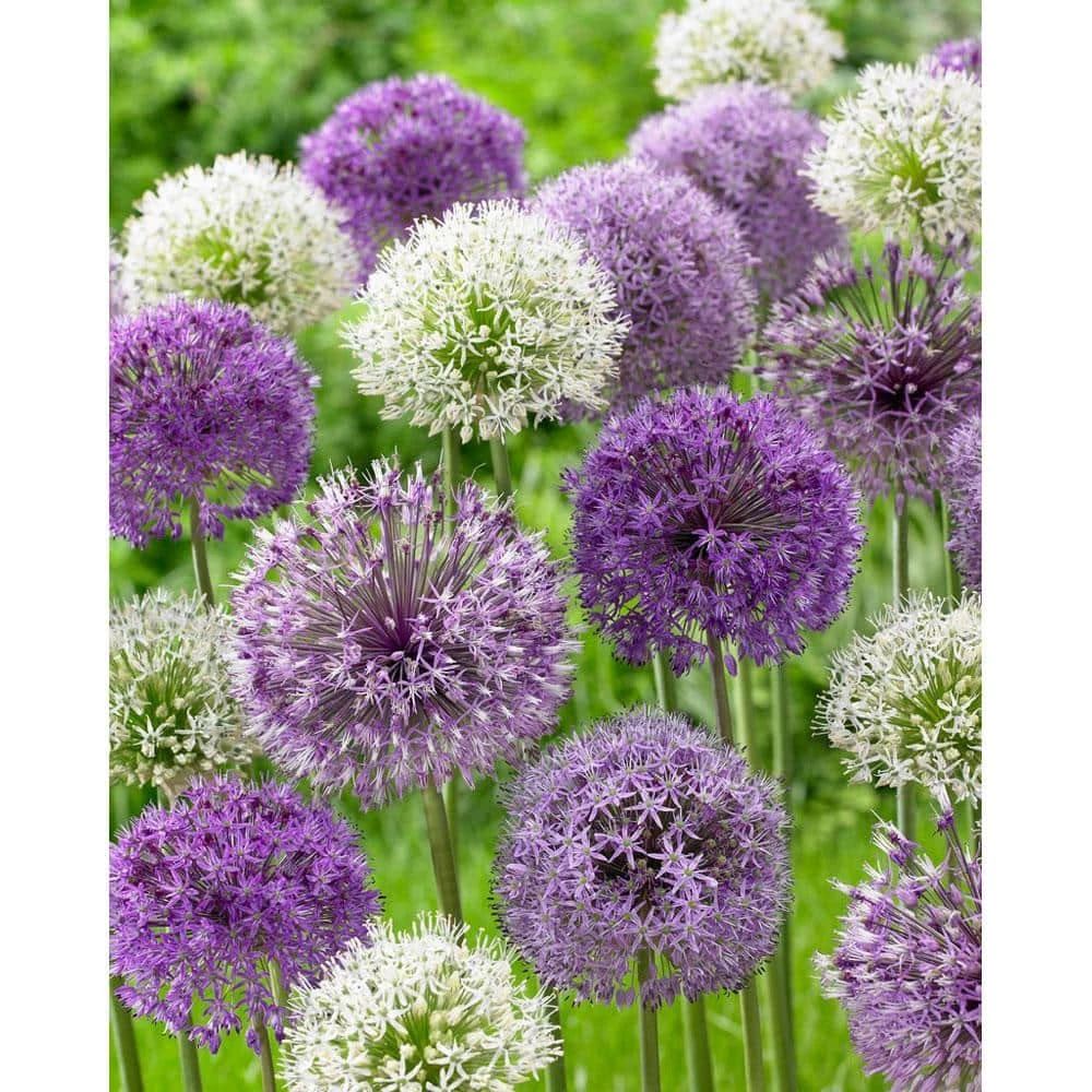 Bloomsz Allium Mixed Bulbs (10-Pack) 1 Bloomsz Allium Mixed Bulbs (10-Pack)