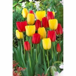 Bloomsz Blend Van Gogh Tulip Bulbs (10-Pack)