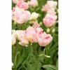 Bloomsz Tulipa Angelique Bulbs (8-Pack)