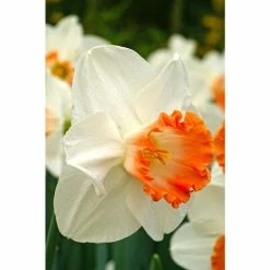 Bloomsz Narcis Pink Charm Bulbs (8-Pack)