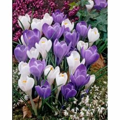 Bloomsz Crocus Blue Ice Bulbs (15-Pack)