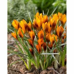 Bloomsz Crocus Orange Monarch Bulbs (25-Pack)