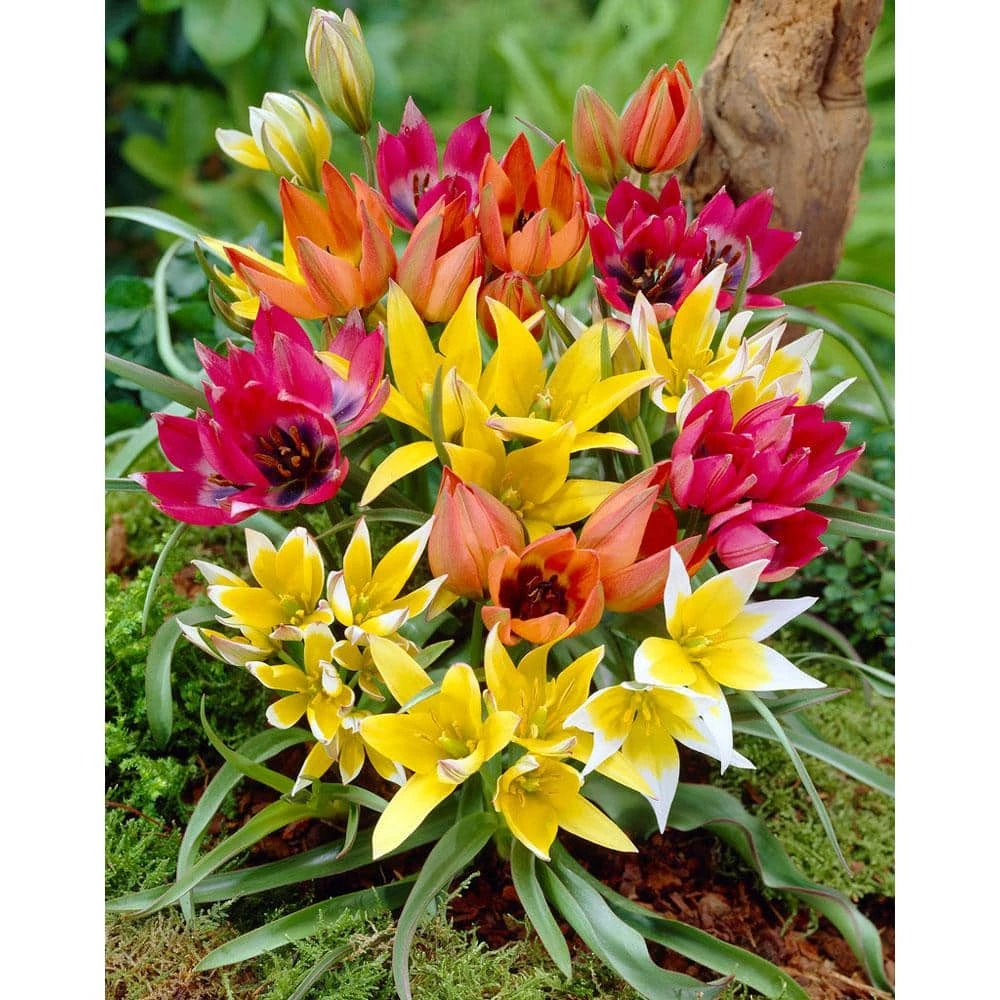Bloomsz Tulipa Wild Perenial Mix Bulbs (25-Pack) 1 Bloomsz Tulipa Wild Perenial Mix Bulbs (25-Pack)