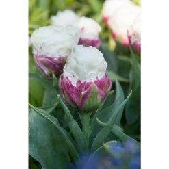 Bloomsz Tulipa Ice Cream Bulbs (7-Pack)
