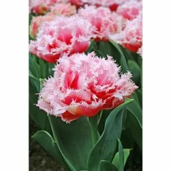Bloomsz Tulipa Queensland Bulbs (7-Pack)