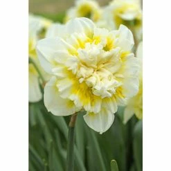 Bloomsz Narcissus Ice King Bulbs (8-Pack)