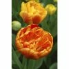 Bloomsz Tulipa Sunlover (10-Pack)