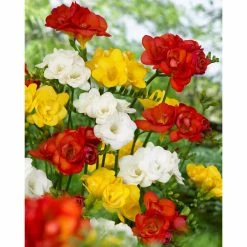 Bloomsz Double Freesia Mix (Pack of 20)