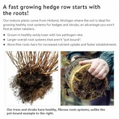 Gardens Alive! 24 in. to 30 in. Tall Burning Bush (Euonymus) Hedge Kit, Live Deciduous Bareroot Shrubs (3-Pack) -Algreen Sales Store gardens alive bushes 64549 1f 1000