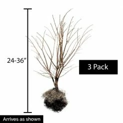 Gardens Alive! 24 in. to 30 in. Tall Burning Bush (Euonymus) Hedge Kit, Live Deciduous Bareroot Shrubs (3-Pack) -Algreen Sales Store gardens alive bushes 64549 4f 1000