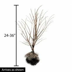 Gardens Alive! 24 in. to 30 in. Tall Burning Bush (Euonymus), Live Deciduous Bareroot Shrub, Green Foliage turns Red in Fall (1-Pack) -Algreen Sales Store gardens alive bushes 64567 4f 1000