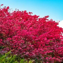 Gardens Alive! 24 in. to 30 in. Tall Burning Bush (Euonymus), Live Deciduous Bareroot Shrub, Green Foliage turns Red in Fall (1-Pack)