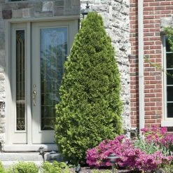 Gardens Alive! 24 in. to 30 in. Tall Emerald Green Arborvitae (Thuja), Live Evergreen Bareroot Plant (1-Pack)