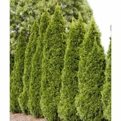Gardens Alive! 36 in. to 42 in. Tall Emerald Green Arborvitae (Thuja), Live Evergreen Bareroot Plant, (1-Pack) -Algreen Sales Store gardens alive bushes 64626 4f 1000