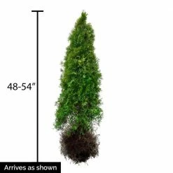 Gardens Alive! 48 in. to 54 in. Tall Emerald Green Arborvitae (Thuja), Live Evergreen Bareroot Shrub (1-Pack) -Algreen Sales Store gardens alive bushes 64742 1f 1000
