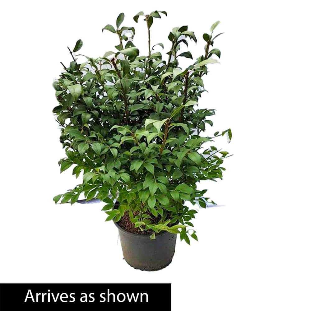 Gardens Alive! 2.25 Gal. Pot Burning Bush (Euonymus), Live Deciduous Shrub (1-Pack) 2 Gardens Alive! 2.25 Gal. Pot Burning Bush (Euonymus), Live Deciduous Shrub (1-Pack) - Image 2