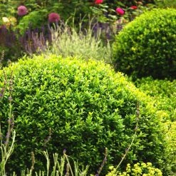 Gardens Alive! 2.25 Gal. Pot Winter Gem Boxwood (Buxus), Live Broadleaf Evergreen Shrub (1-Pack) -Algreen Sales Store gardens alive bushes 83528 4f 1000