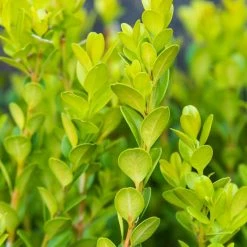 Gardens Alive! 2.25 Gal. Pot Winter Gem Boxwood (Buxus), Live Broadleaf Evergreen Shrub (1-Pack) -Algreen Sales Store gardens alive bushes 83528 c3 1000