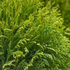 Gardens Alive! 2.25 Gal. Pot Woodward Globe Arborvitae (Thuja), Live Evergreen Shrub (1-Pack) -Algreen Sales Store gardens alive bushes 83531 c3 1000