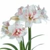 Gardens Alive! Elvas Amaryllis (Hippeastrum) Dormant Flowering Bulb (1-Pack)