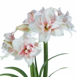 Gardens Alive! Elvas Amaryllis (Hippeastrum) Dormant Flowering Bulb (1-Pack)