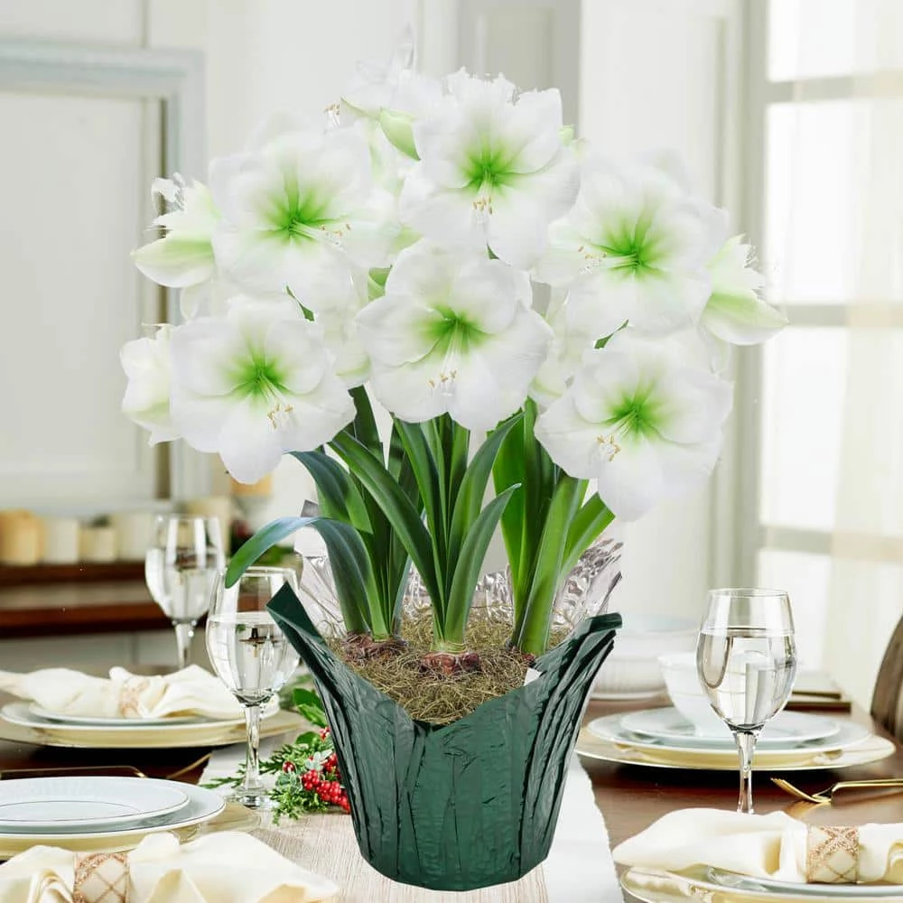 Gardens Alive! Christmas Gift White Flowering Amaryllis (HIPPA strum) 3 Bulb Kit with 9 in. Pot 1 Gardens Alive! Christmas Gift White Flowering Amaryllis (HIPPA strum) 3 Bulb Kit with 9 in. Pot