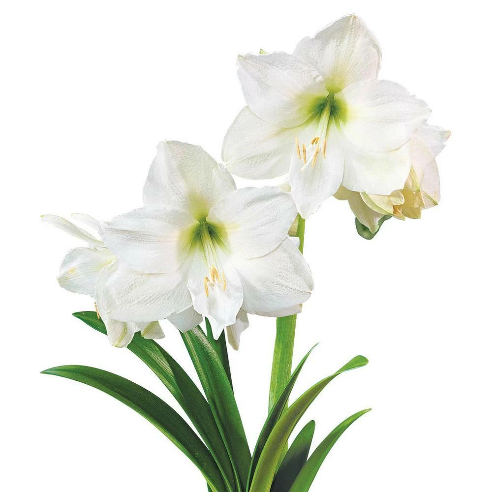 Gardens Alive! Christmas Gift White Flowering Amaryllis (HIPPA strum) 3 Bulb Kit with 9 in. Pot 2 Gardens Alive! Christmas Gift White Flowering Amaryllis (HIPPA strum) 3 Bulb Kit with 9 in. Pot - Image 2