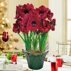 Gardens Alive! Colossal Benfica Red Flowering Amaryllis (Hippaestrum) Three Bulb Kit with 9 in. Pot