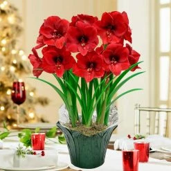 Gardens Alive! Miracle Red Flowering Amaryllis (Hippaestrum) 3-Bulb Kit with 9 in. Pot