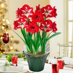 Gardens Alive! Red and White Delight Flowering Amaryllis (Hippaestrum) 3 Bulb Kit with 9 in. Pot