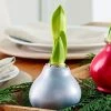 Gardens Alive! Silver Waxed 32 cm to 34 cm Red and White Flowering Amaryllis Bulb (1-Pack)