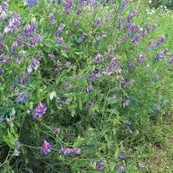 Gardens Alive! 0.5 lb. Hairy Vetch Cover Crop