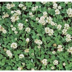 Gardens Alive! 1 lb. White Dutch Clover, Provides Erosion Control
