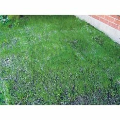 Gardens Alive! 18 in. x 48 in. Turf Alive III Lawn Seed Mat with Rhizomes