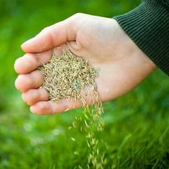 Gardens Alive! 30 lbs. Turf Alive! Grass Seed with Rhizomes 9 Gardens Alive! 30 lbs. Turf Alive! Grass Seed with Rhizomes -Algreen Sales Store gardens alive grass seed 2348 1f 1000