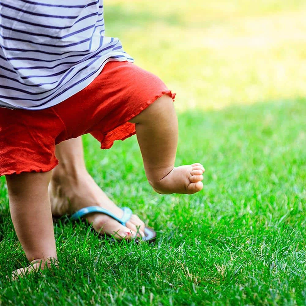 Gardens Alive! 6 lbs. All-Ways Greener Grass Seed Mixture 5 Gardens Alive! 6 lbs. All-Ways Greener Grass Seed Mixture - Image 5