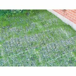 Gardens Alive! 18 in. x 48 in. All-Ways Greener Grass Seed Mixture Lawn Mat -Algreen Sales Store gardens alive grass seed 4699 1f 1000