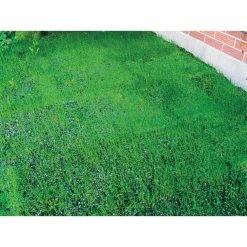 Gardens Alive! 18 in. x 48 in. All-Ways Greener Grass Seed Mixture Lawn Mat -Algreen Sales Store gardens alive grass seed 4699 44 1000