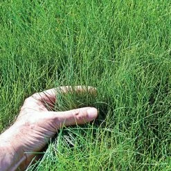 Gardens Alive! 18 in. x 48 in. All-Ways Greener Grass Seed Mixture Lawn Mat