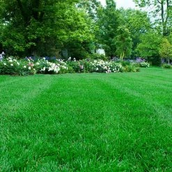 Gardens Alive! 2 lbs. Southern Turf Alive Grass Seed Mixture