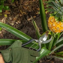 Nisaku Carbon Steel Pruner/Secateurs with Genuine Leather Holster and Non-Slip Grip -Algreen Sales Store nisaku pruning shears njpsc1 77 1000